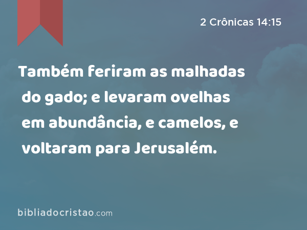 Também feriram as malhadas do gado; e levaram ovelhas em abundância, e camelos, e voltaram para Jerusalém. - 2 Crônicas 14:15