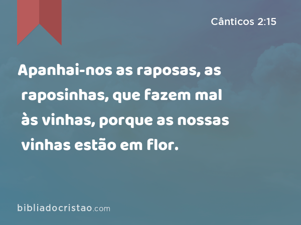 Apanhai-nos as raposas, as raposinhas, que fazem mal às vinhas, porque as nossas vinhas estão em flor. - Cânticos 2:15