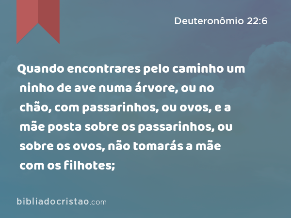 Quando encontrares pelo caminho um ninho de ave numa árvore, ou no chão, com passarinhos, ou ovos, e a mãe posta sobre os passarinhos, ou sobre os ovos, não tomarás a mãe com os filhotes; - Deuteronômio 22:6