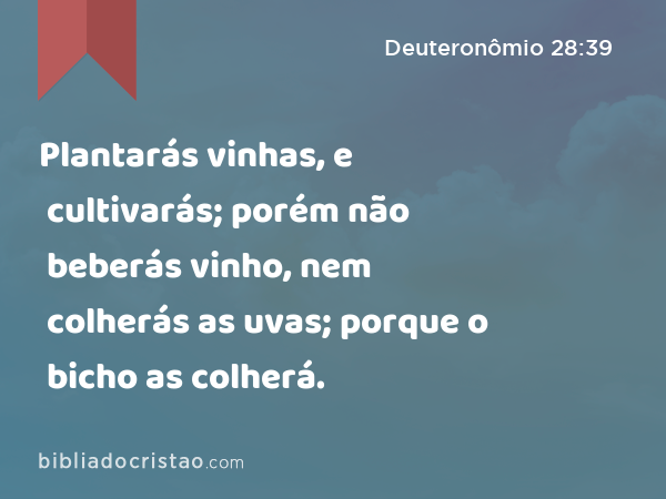 Plantarás vinhas, e cultivarás; porém não beberás vinho, nem colherás as uvas; porque o bicho as colherá. - Deuteronômio 28:39