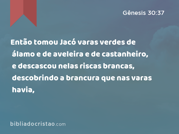 Então tomou Jacó varas verdes de álamo e de aveleira e de castanheiro, e descascou nelas riscas brancas, descobrindo a brancura que nas varas havia, - Gênesis 30:37