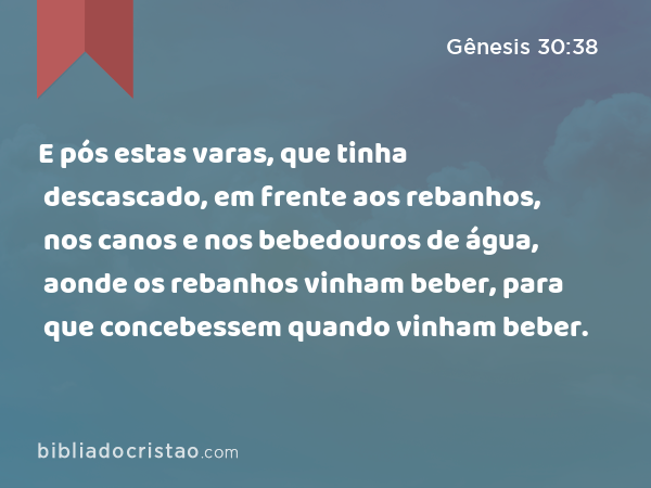 E pós estas varas, que tinha descascado, em frente aos rebanhos, nos canos e nos bebedouros de água, aonde os rebanhos vinham beber, para que concebessem quando vinham beber. - Gênesis 30:38