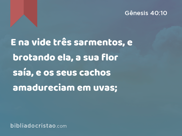 E na vide três sarmentos, e brotando ela, a sua flor saía, e os seus cachos amadureciam em uvas; - Gênesis 40:10