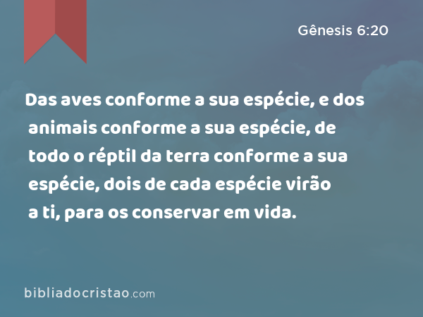 Das aves conforme a sua espécie, e dos animais conforme a sua espécie, de todo o réptil da terra conforme a sua espécie, dois de cada espécie virão a ti, para os conservar em vida. - Gênesis 6:20