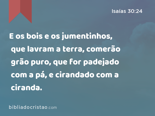 E os bois e os jumentinhos, que lavram a terra, comerão grão puro, que for padejado com a pá, e cirandado com a ciranda. - Isaías 30:24