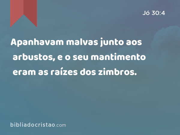 Apanhavam malvas junto aos arbustos, e o seu mantimento eram as raízes dos zimbros. - Jó 30:4