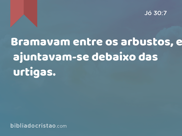 Bramavam entre os arbustos, e ajuntavam-se debaixo das urtigas. - Jó 30:7