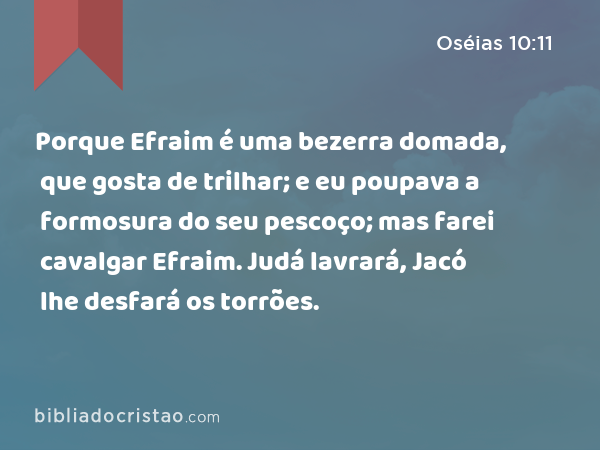 Porque Efraim é uma bezerra domada, que gosta de trilhar; e eu poupava a formosura do seu pescoço; mas farei cavalgar Efraim. Judá lavrará, Jacó lhe desfará os torrões. - Oséias 10:11