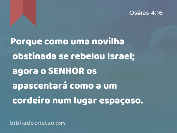 Porque como uma novilha obstinada se rebelou Israel; agora o SENHOR os apascentará como a um cordeiro num lugar espaçoso. - Oséias 4:16